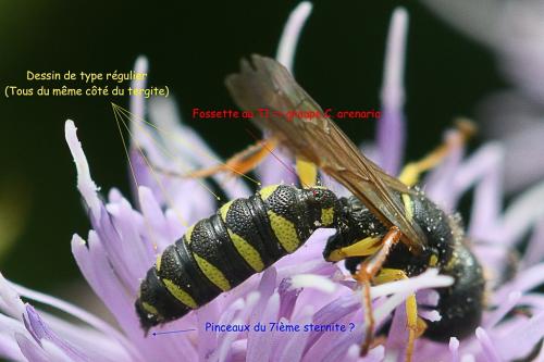 Cerceris quinquefasciata